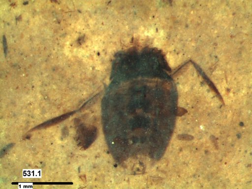 Corixidae