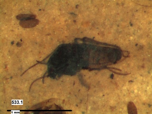 Diptera