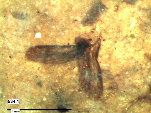 Insecta