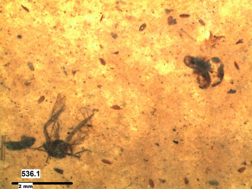 Aphididae