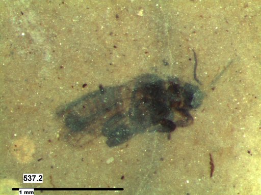 Genus sp