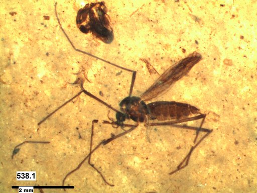 Chaoboridae