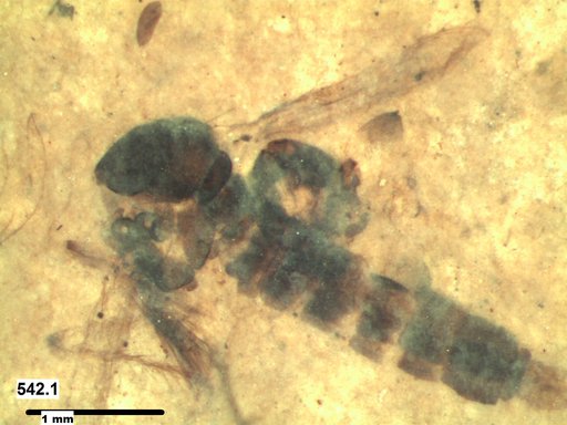 Chaoboridae