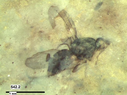 Diptera