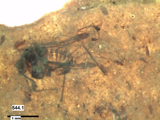 Aphididae