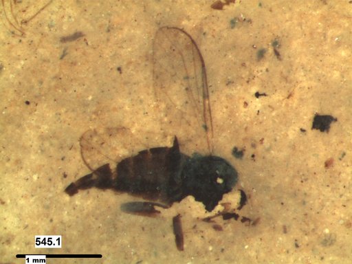 Diptera
