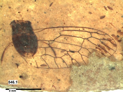 Neuroptera
