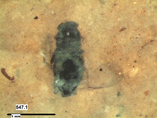 Genus sp