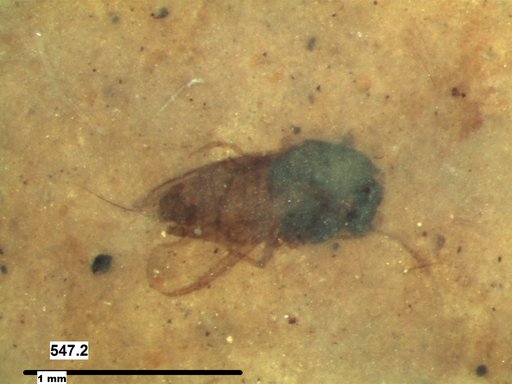 Diptera