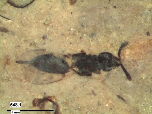 Genus sp