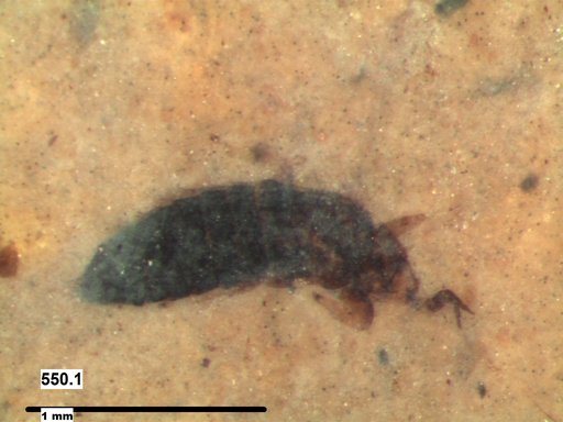 Genus sp