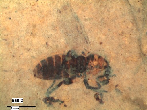 Genus sp
