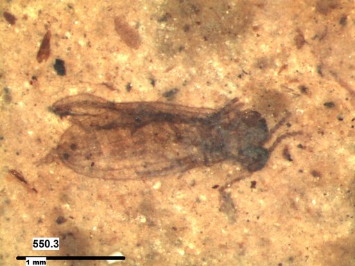 Diptera