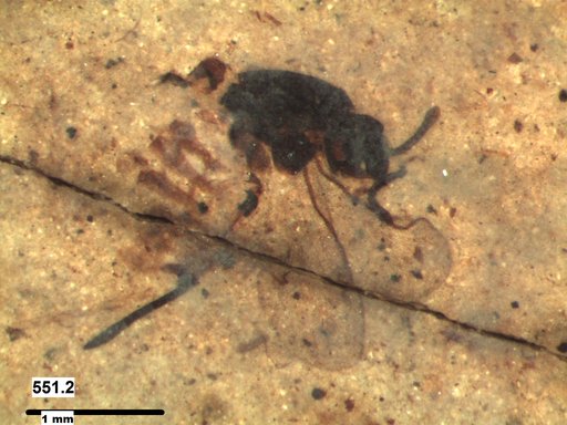 Genus sp