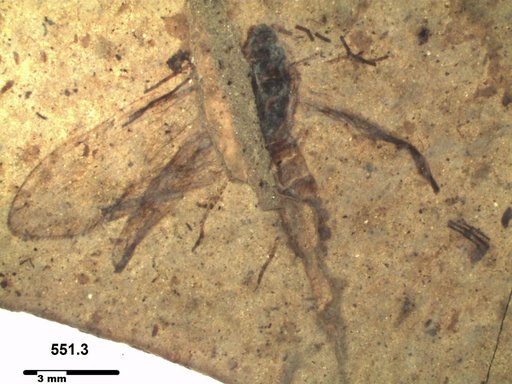 Genus sp