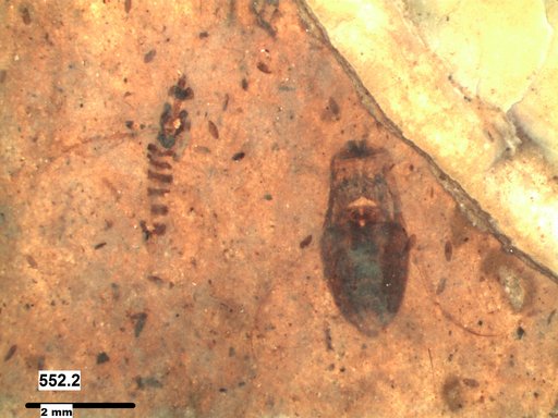 Corixidae