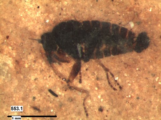 Diptera
