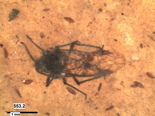 Aphididae
