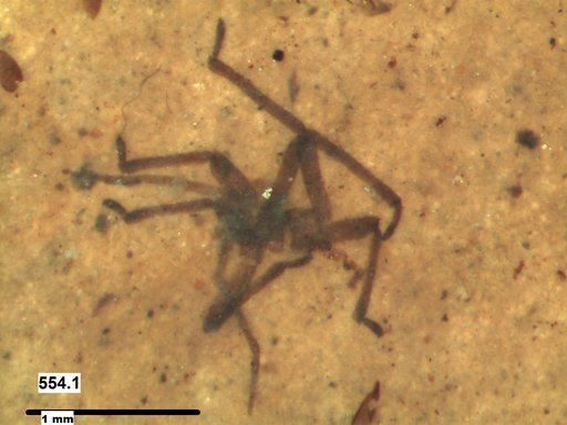 Genus sp