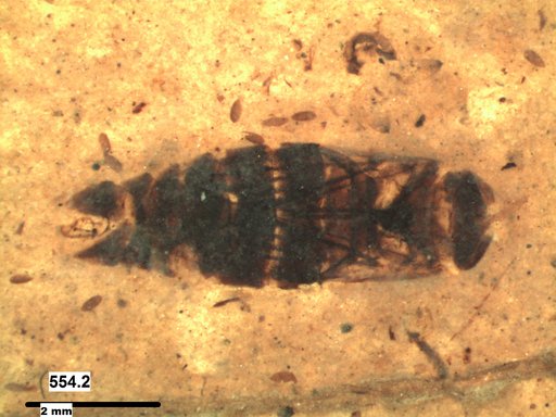 Corixidae
