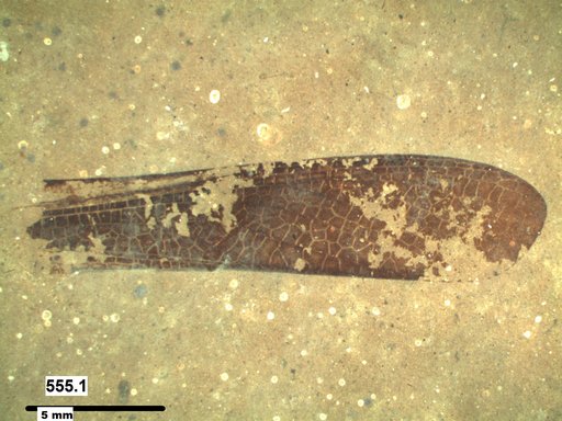 Genus sp