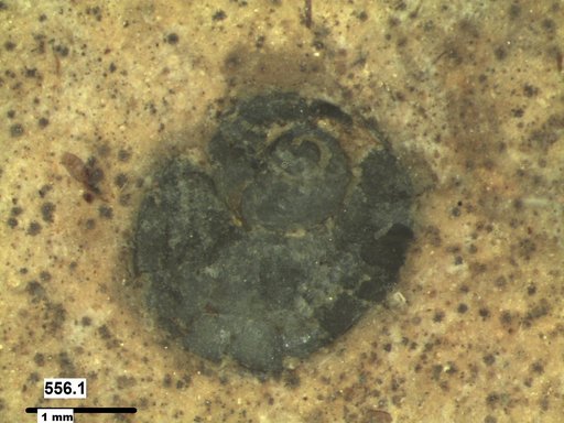 Gastropoda