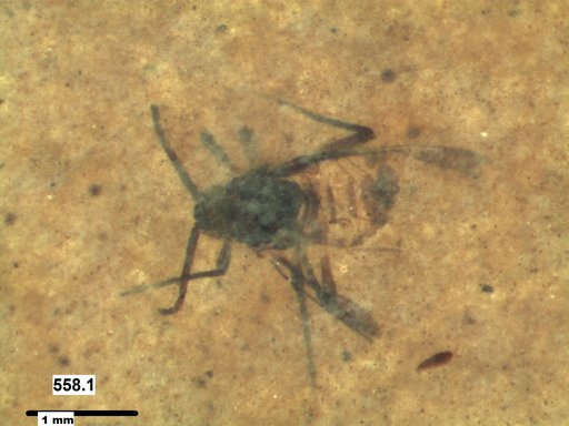 Aphididae