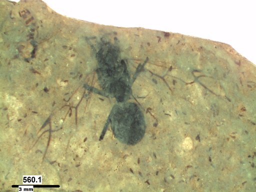 Formicidae