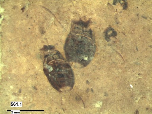 Corixidae