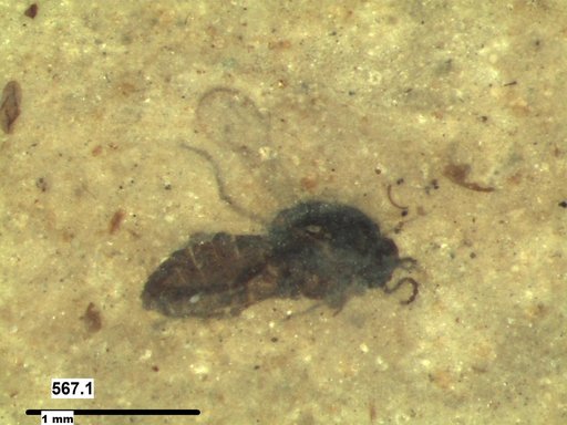Diptera