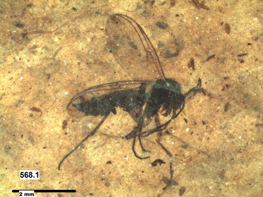 Diptera