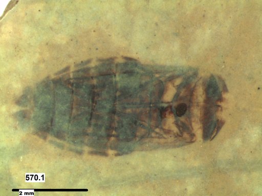 Corixidae