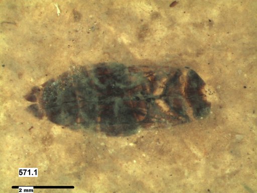 Corixidae