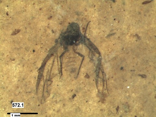 Aphididae