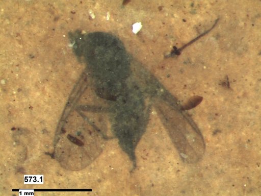 Diptera