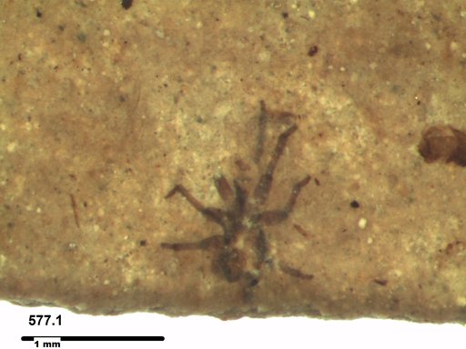 Genus sp