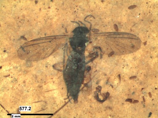 Diptera