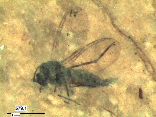 Diptera