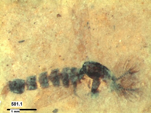 Chaoboridae