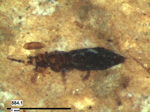 Genus sp