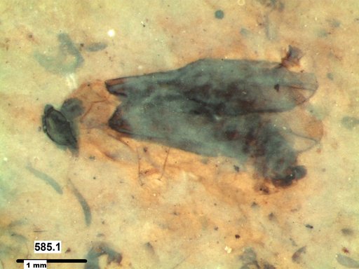 Diptera