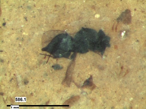 Platygastridae