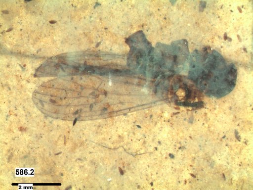 Diptera