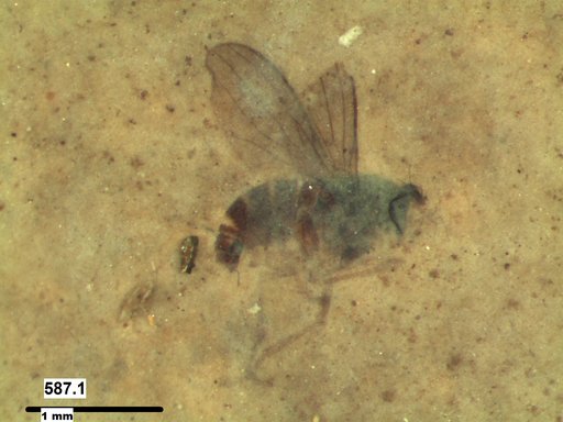 Diptera