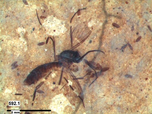 Mycetophilidae
