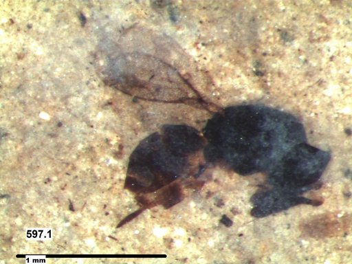 Genus sp