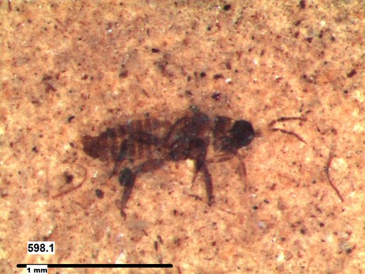 Genus sp