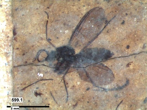 Diptera