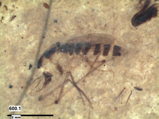 Chaoboridae