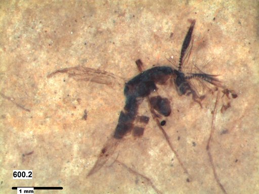 Chaoboridae